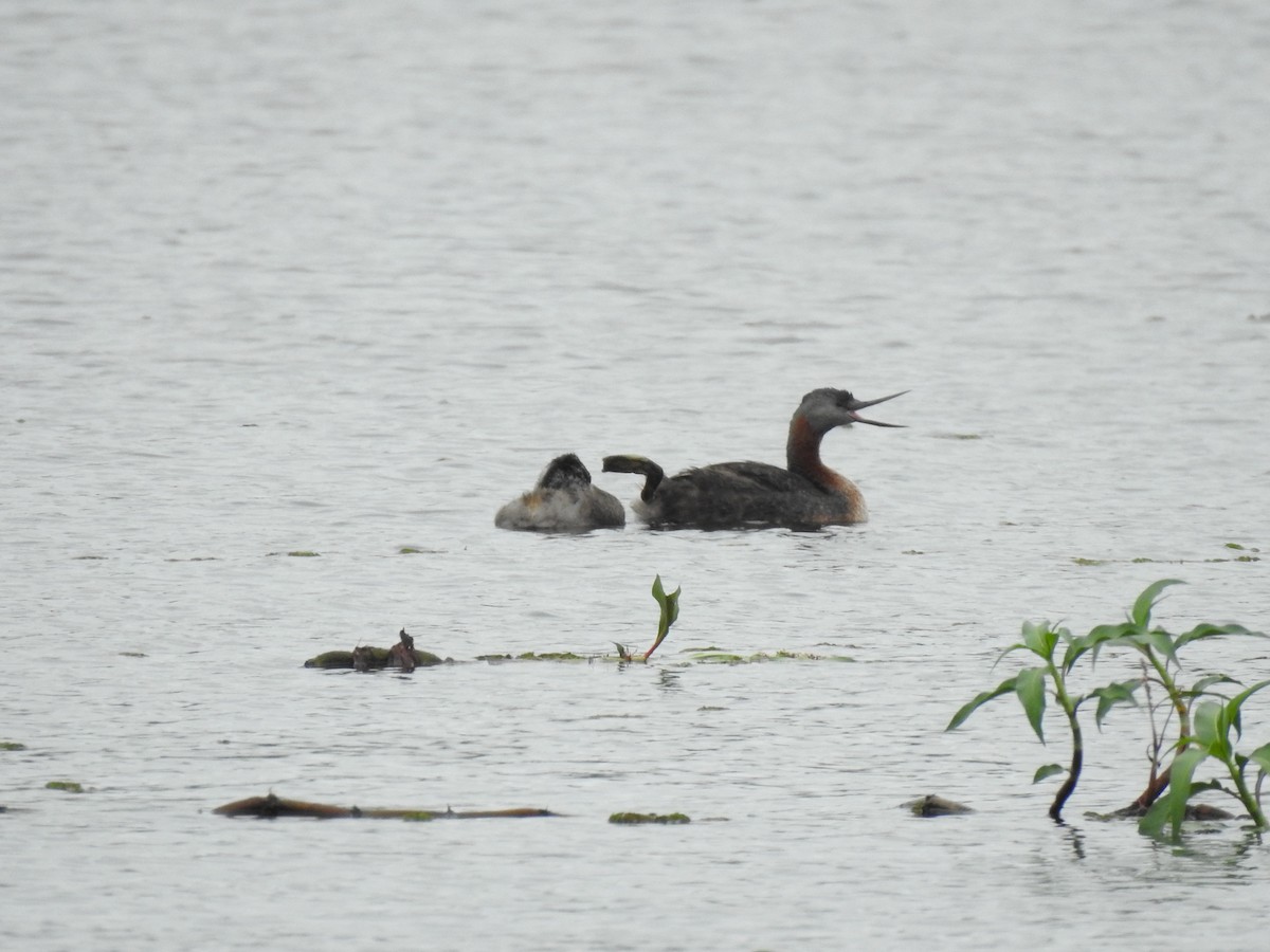 Great Grebe - ML632220398