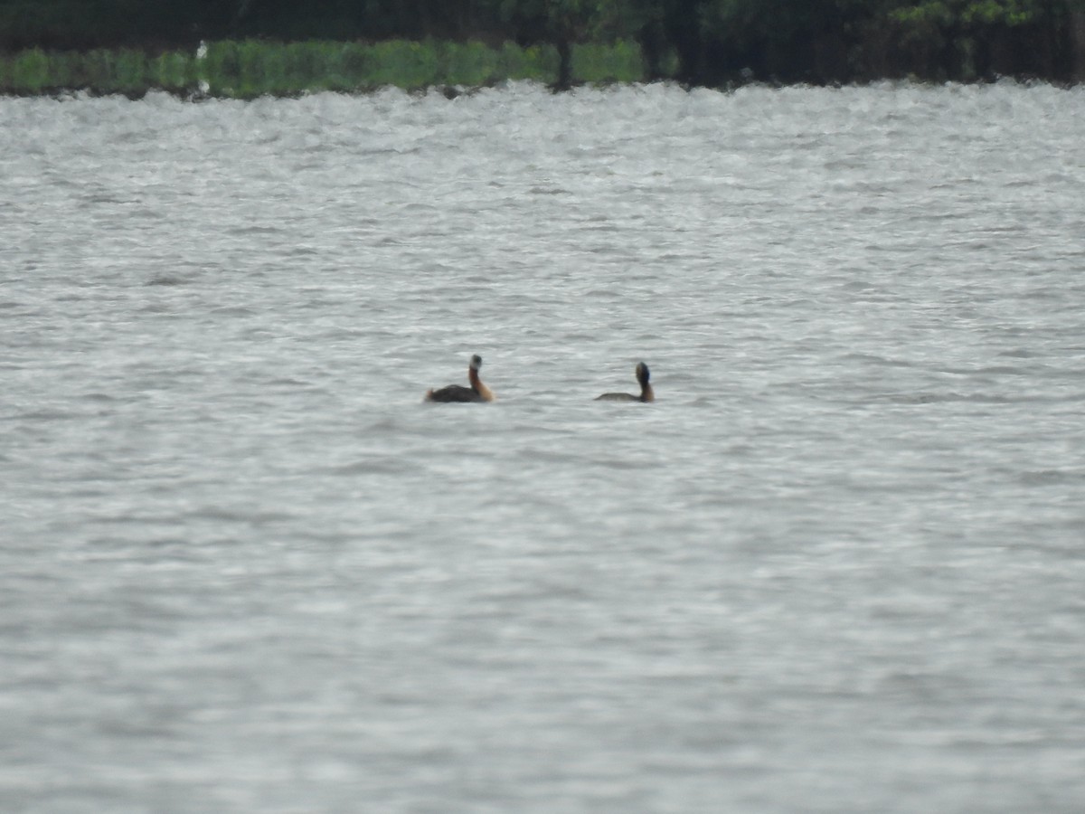 Great Grebe - ML632220399