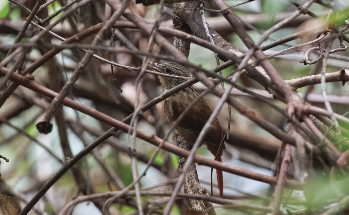Eastern Woodhaunter - ML632220537