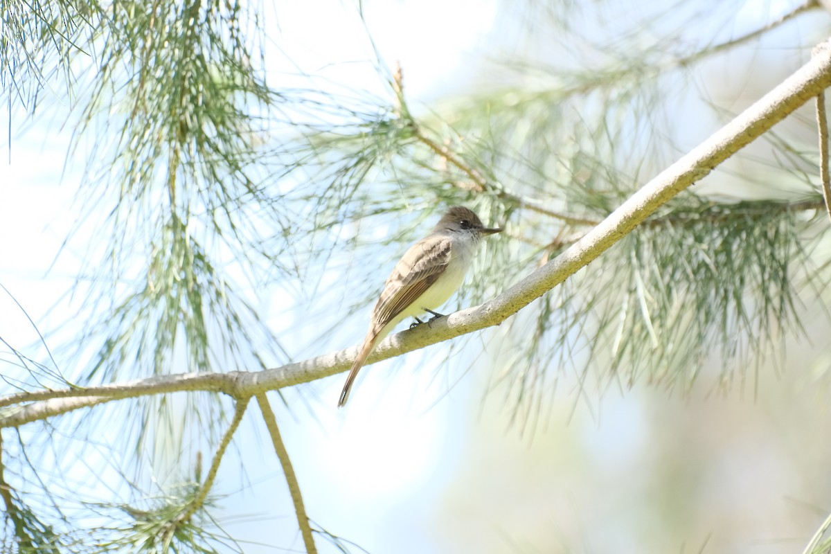 Dusky-capped Flycatcher - ML632220551