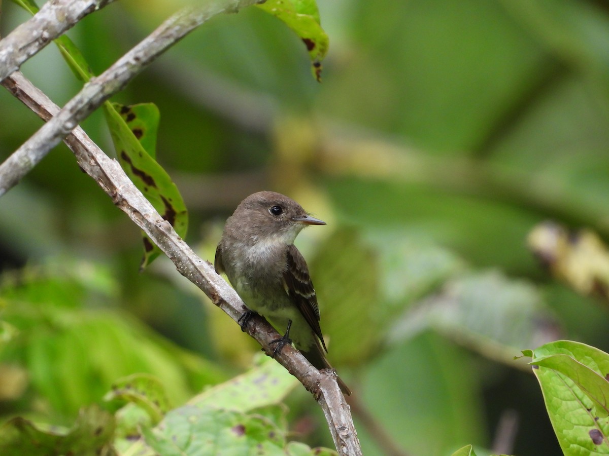 Acadian Flycatcher - ML632220619