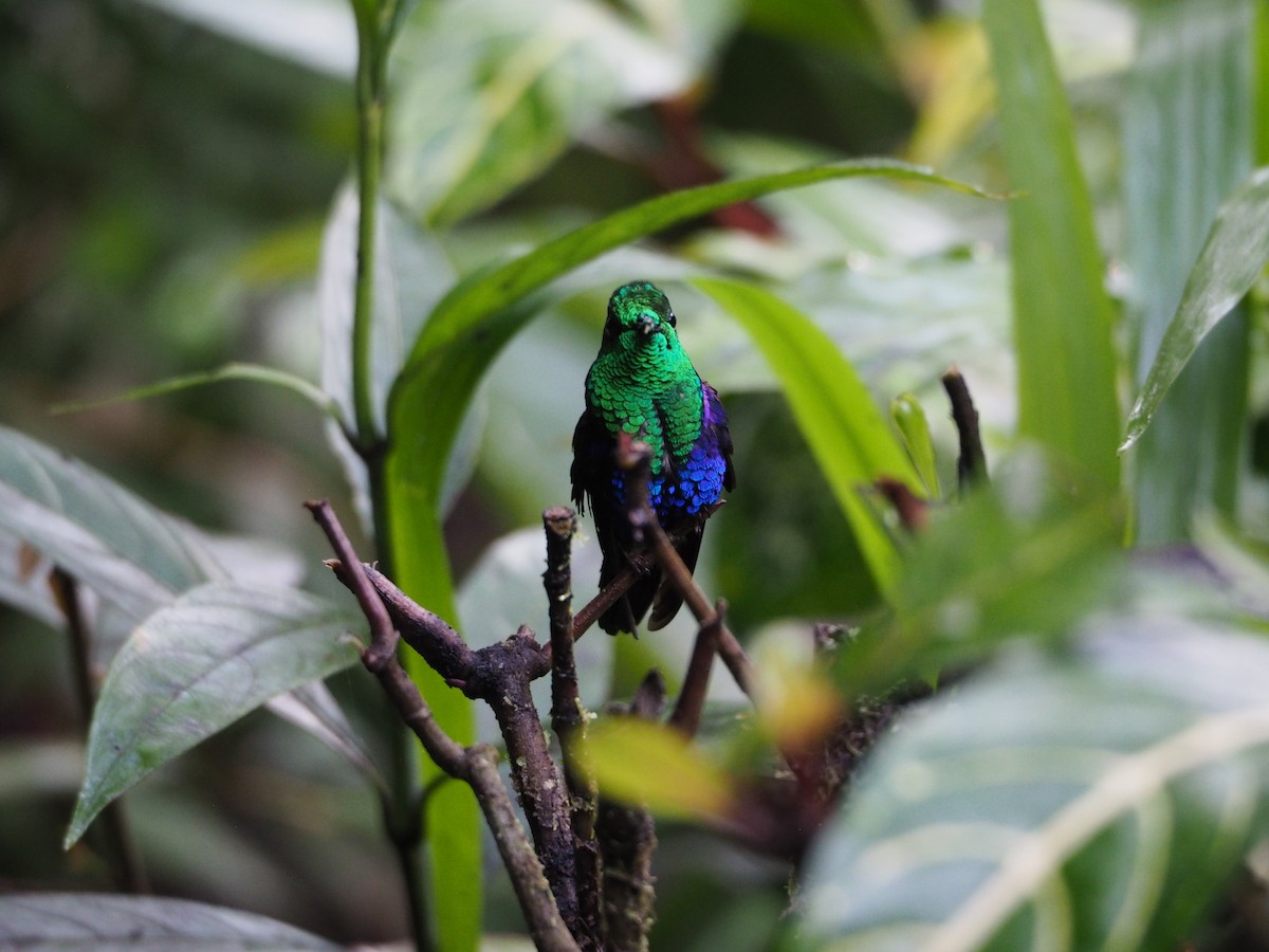 Crowned Woodnymph (Green-crowned) - ML632220636