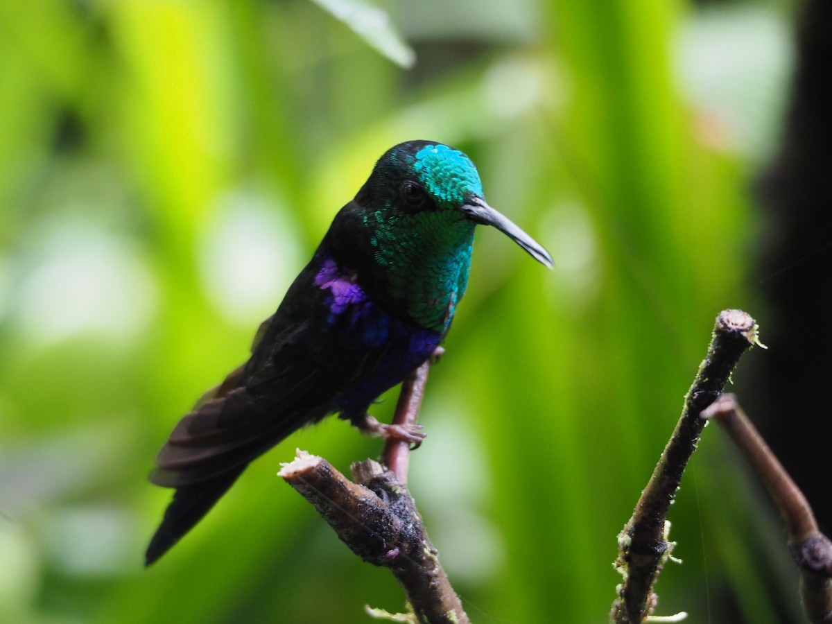 Crowned Woodnymph (Green-crowned) - ML632220637