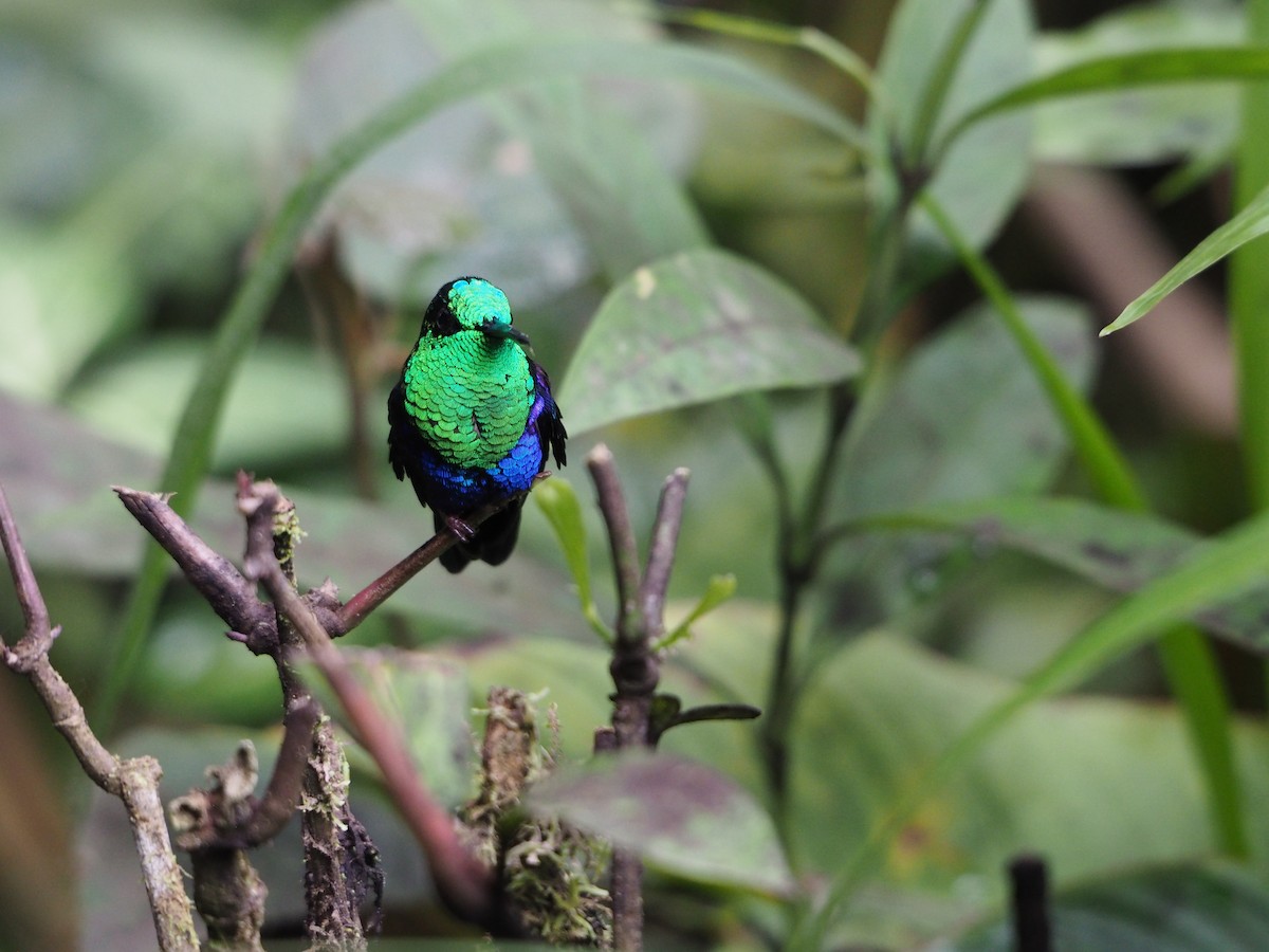 Crowned Woodnymph (Green-crowned) - ML632220638
