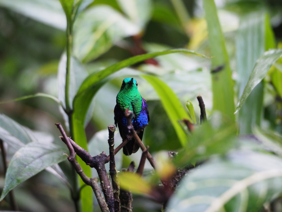 Crowned Woodnymph (Green-crowned) - ML632220640