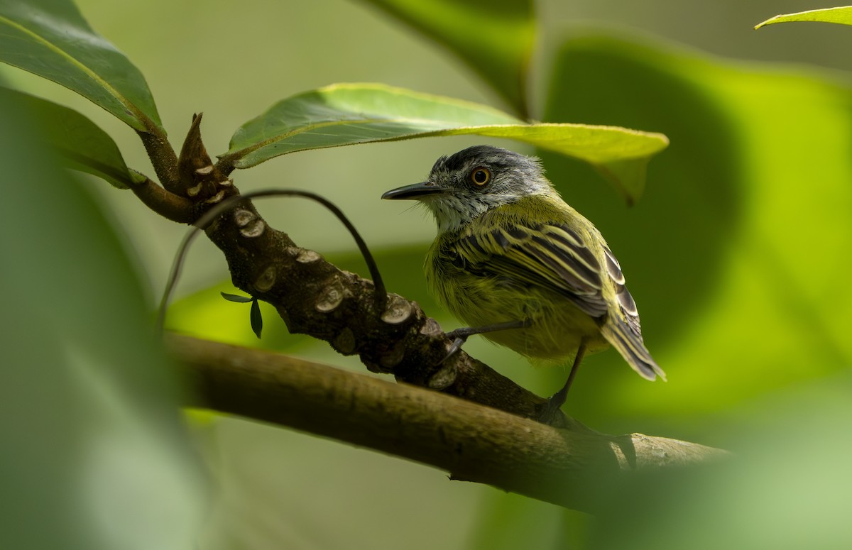 Spotted Tody-Flycatcher - ML632220766