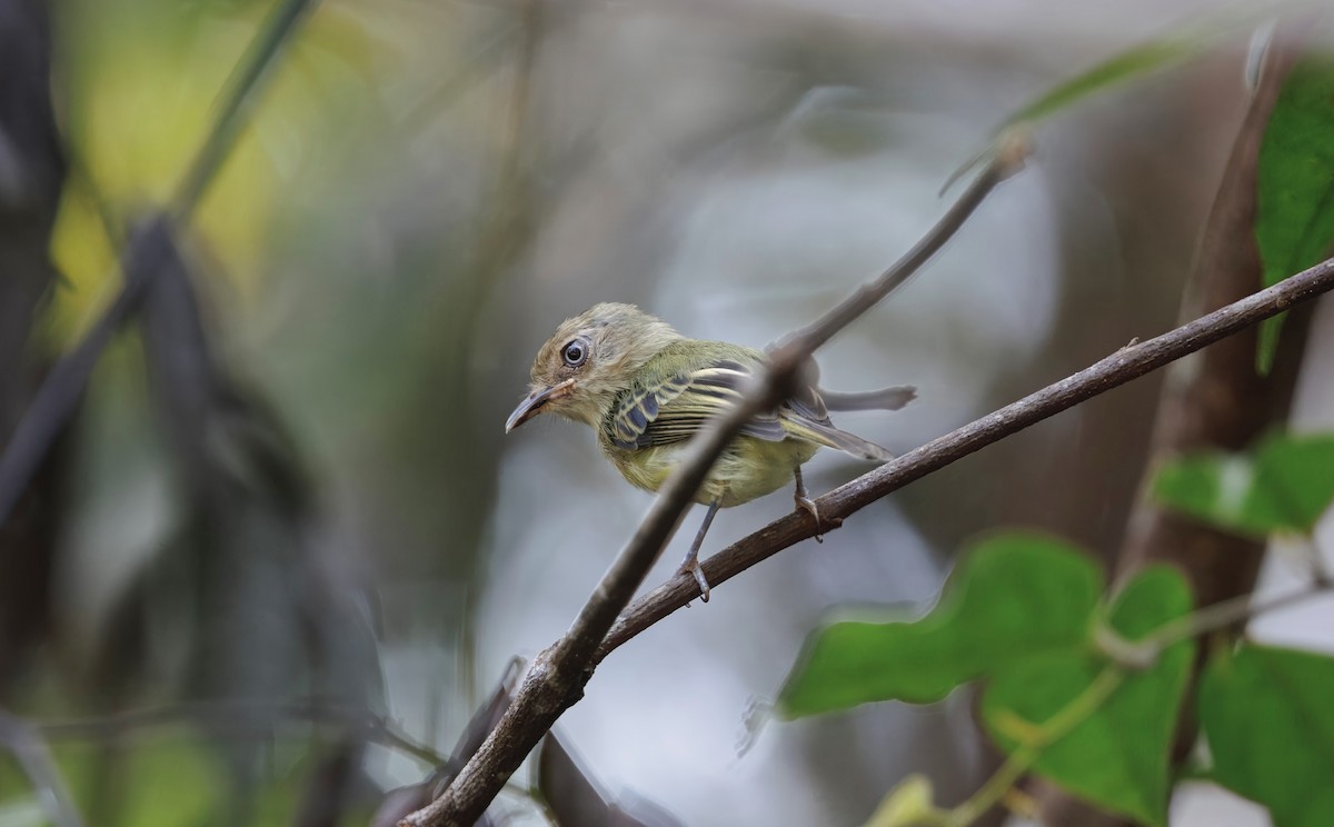 Helmeted Pygmy-Tyrant - ML632221022