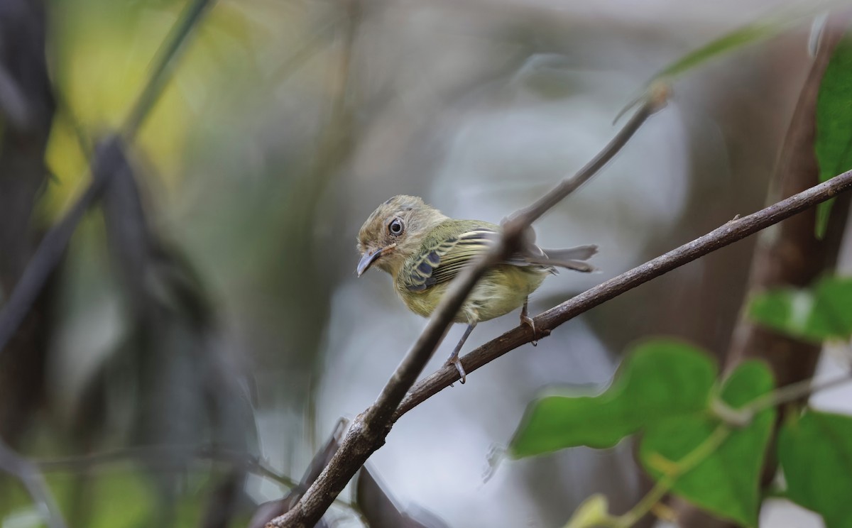 Helmeted Pygmy-Tyrant - ML632221023