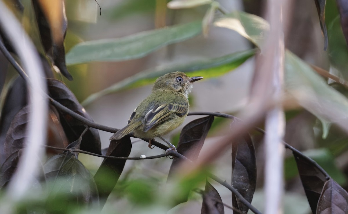 Helmeted Pygmy-Tyrant - ML632221025