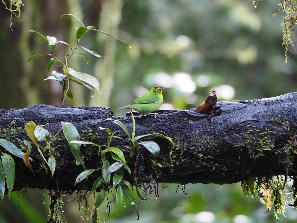 Green Honeycreeper - ML632221028