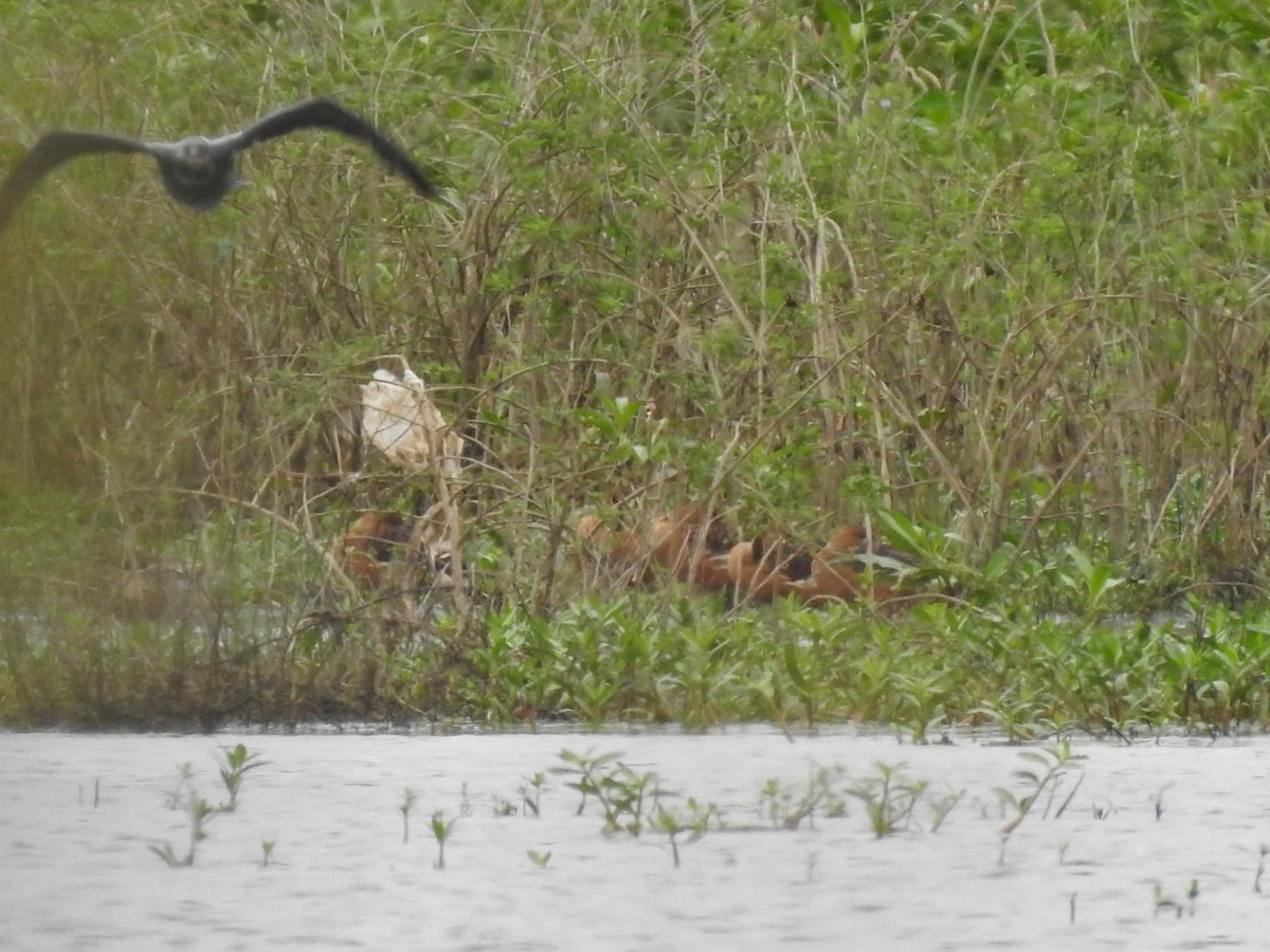 Fulvous Whistling-Duck - ML632221069