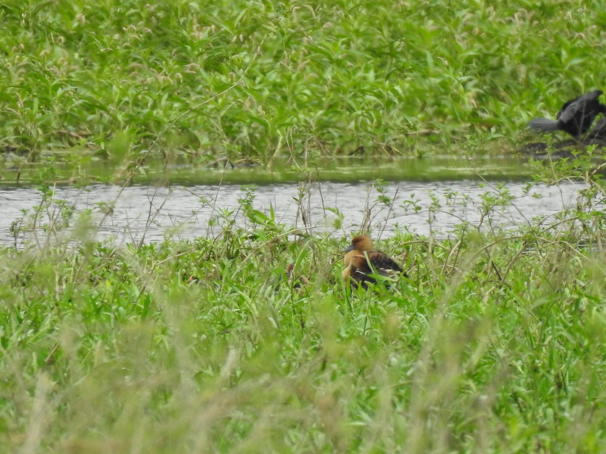 Fulvous Whistling-Duck - ML632221070