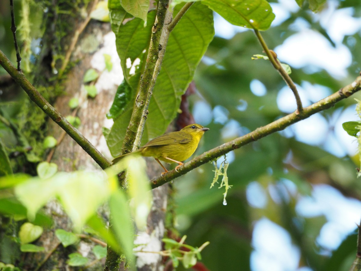 Choco Warbler - ML632221153