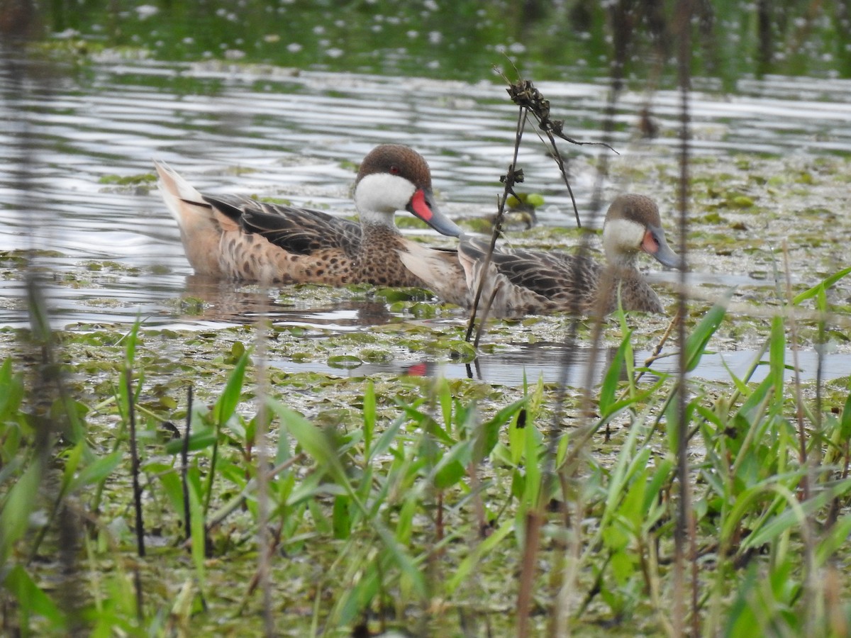 White-cheeked Pintail - ML632221162
