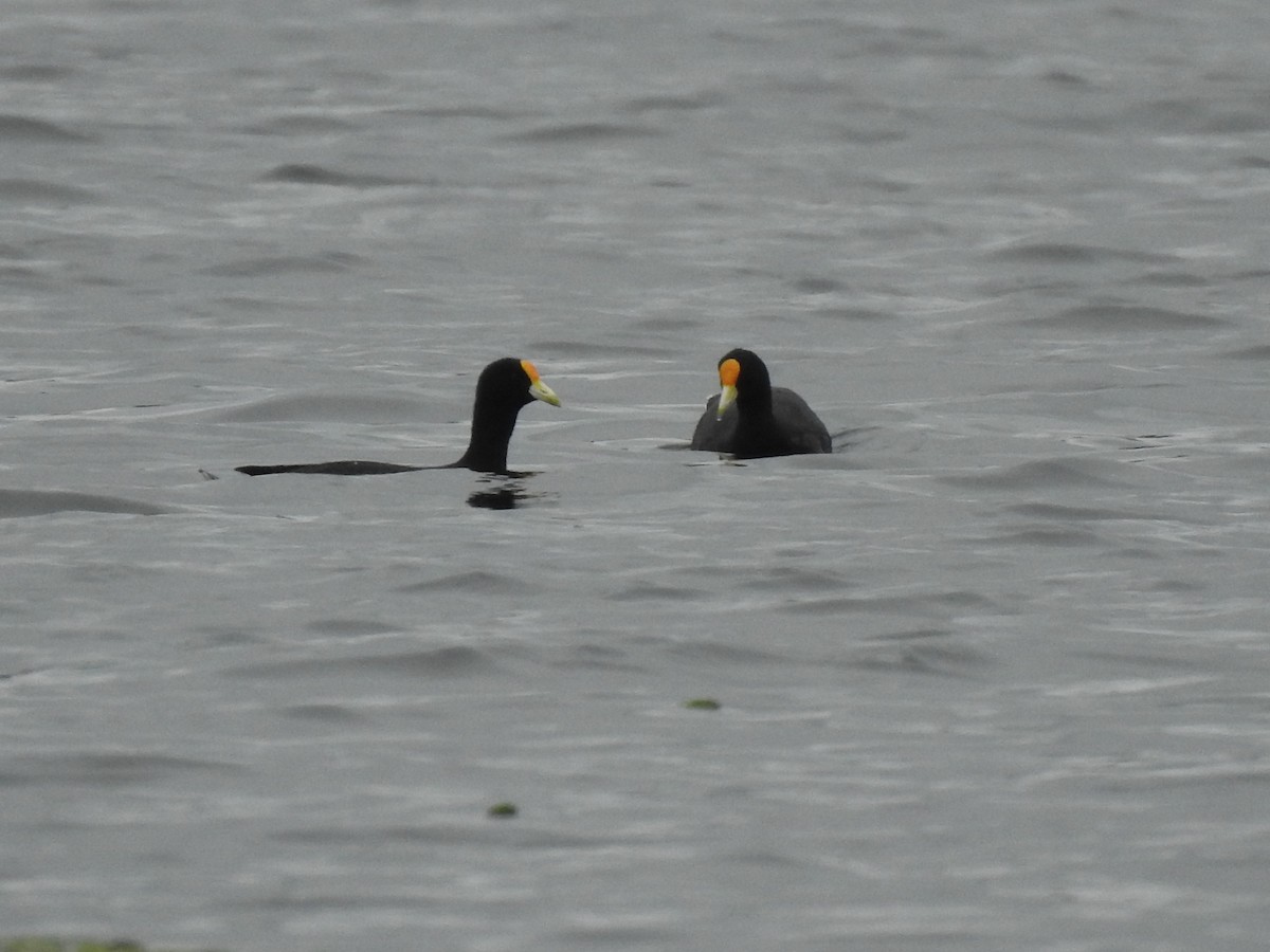 White-winged Coot - ML632221224
