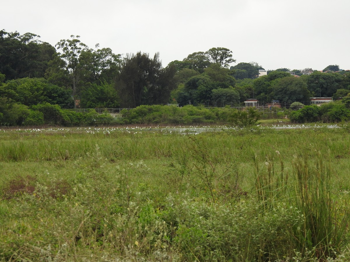 Great Egret - ML632221275