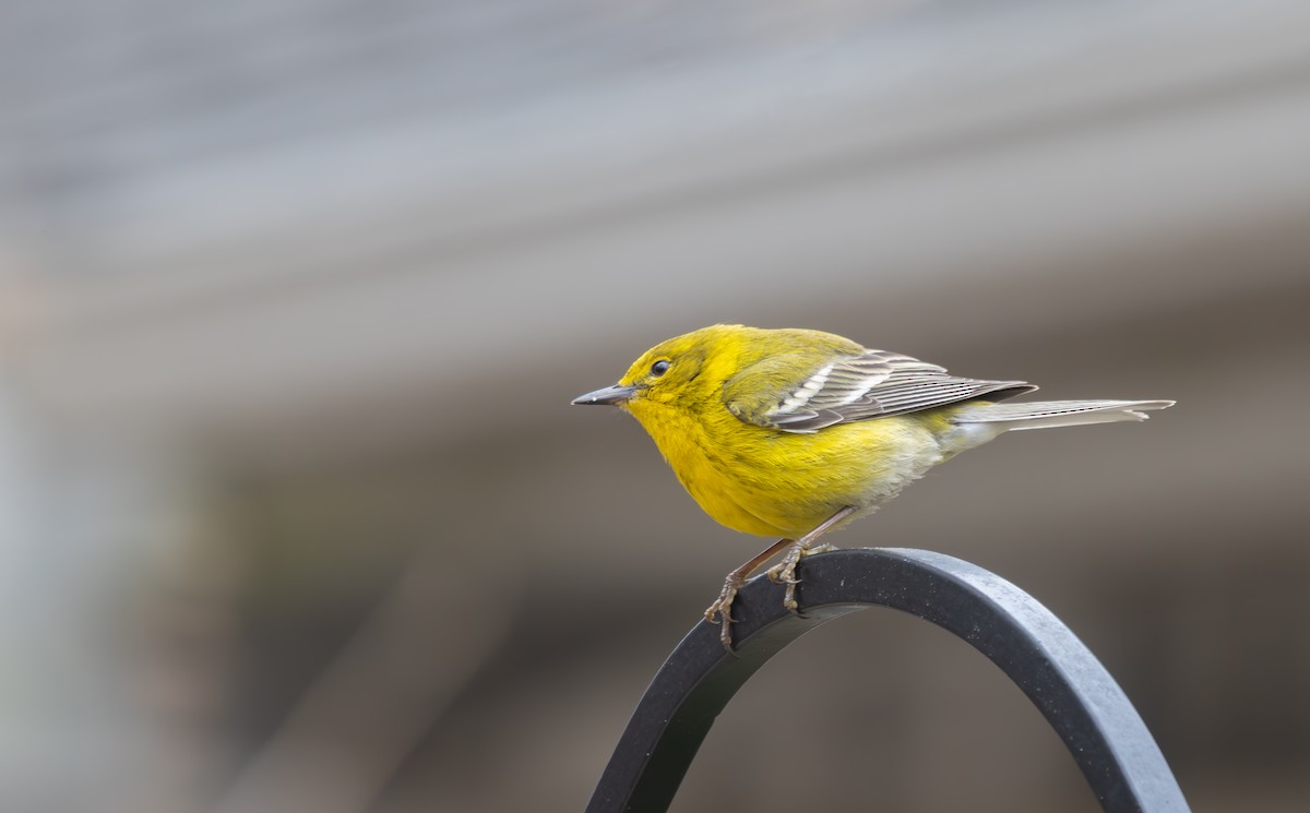 Pine Warbler - ML632221277