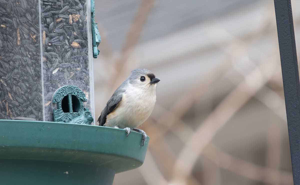 Tufted Titmouse - ML632221284