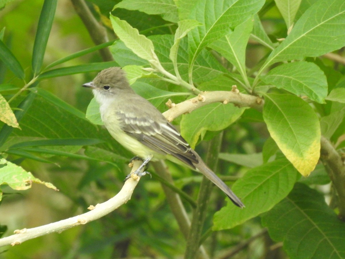 Large Elaenia - ML632221316