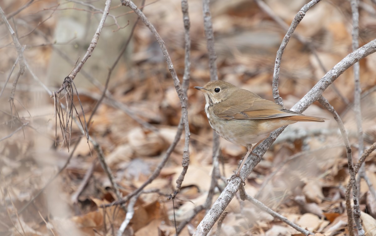 Hermit Thrush - ML632221352