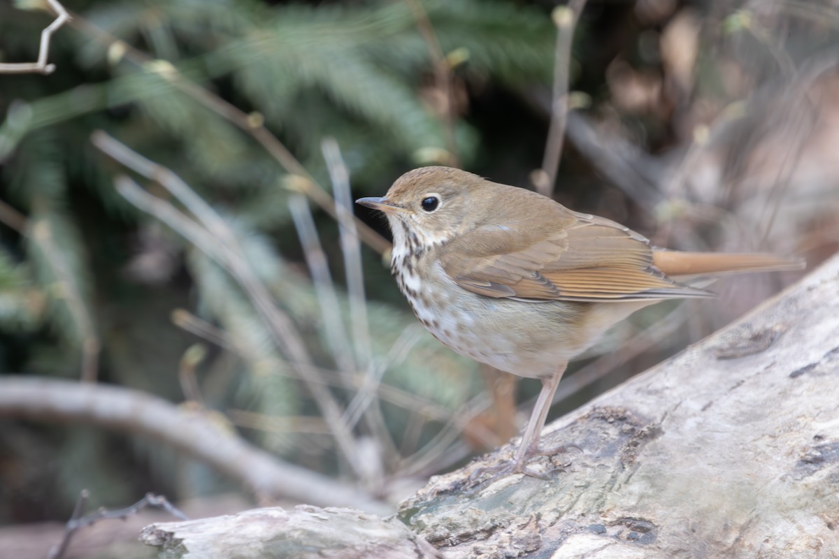 Hermit Thrush - ML632221353