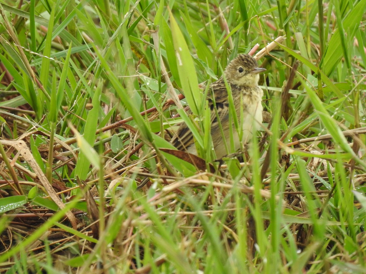 Yellowish Pipit - ML632221363