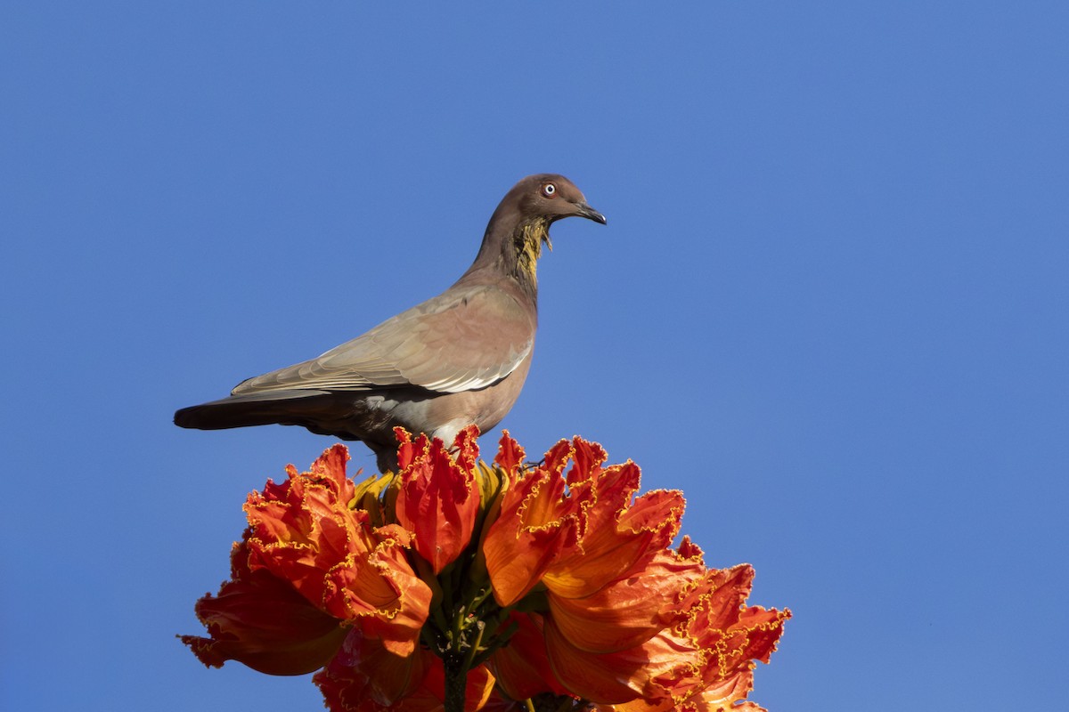 Plain Pigeon - ML632221366