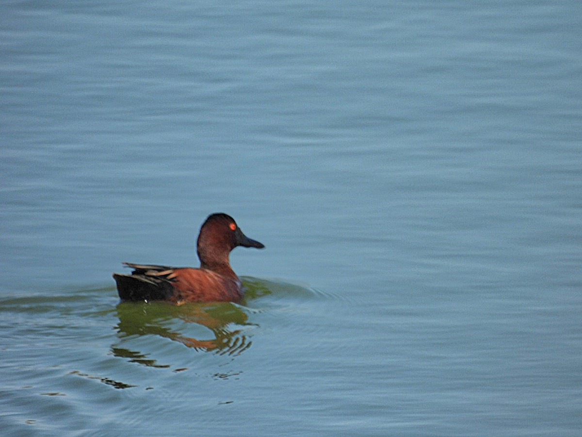 Cinnamon Teal - ML632221513