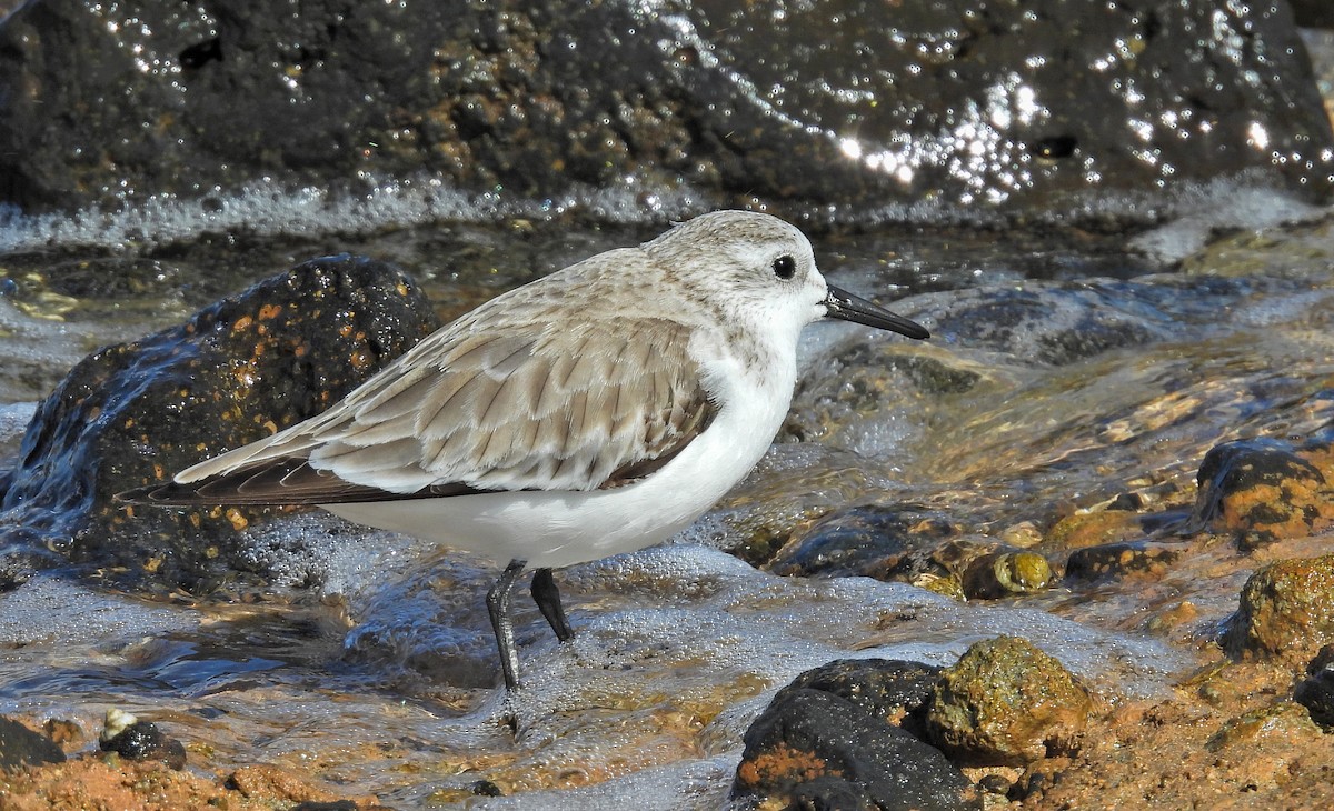 Sanderling - ML632221618