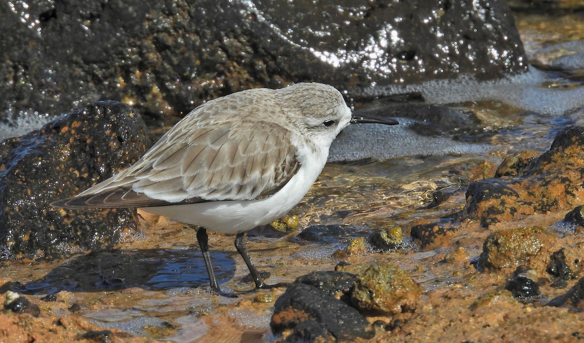 Sanderling - ML632221620