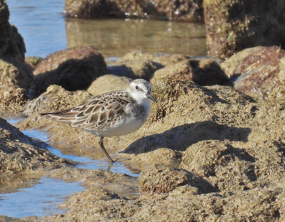 Little Stint - ML632221630