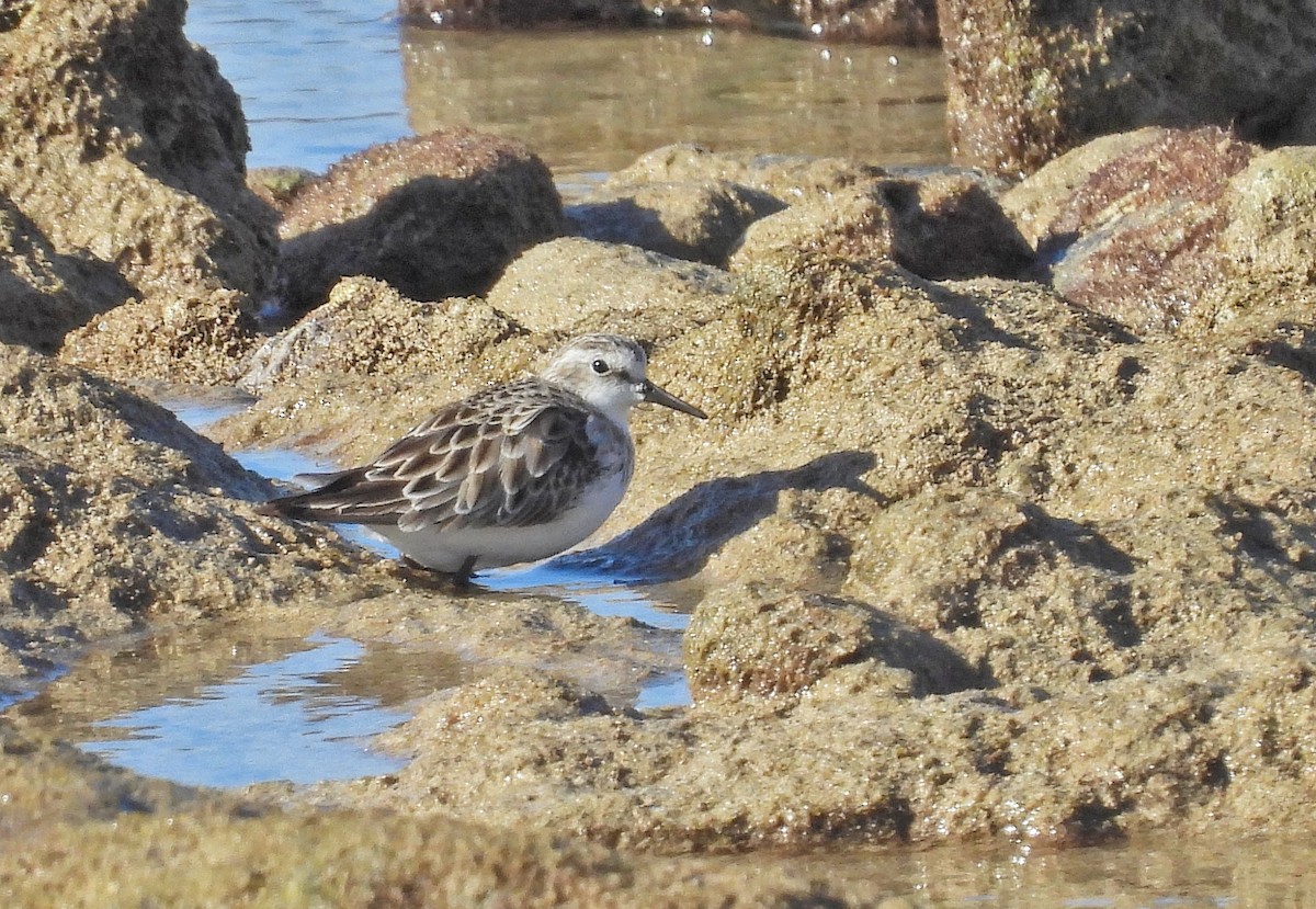 Little Stint - ML632221631