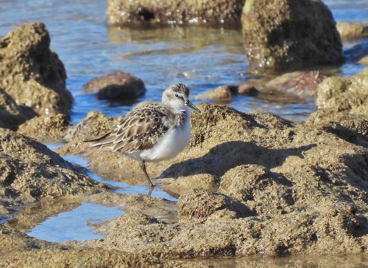 Little Stint - ML632221632