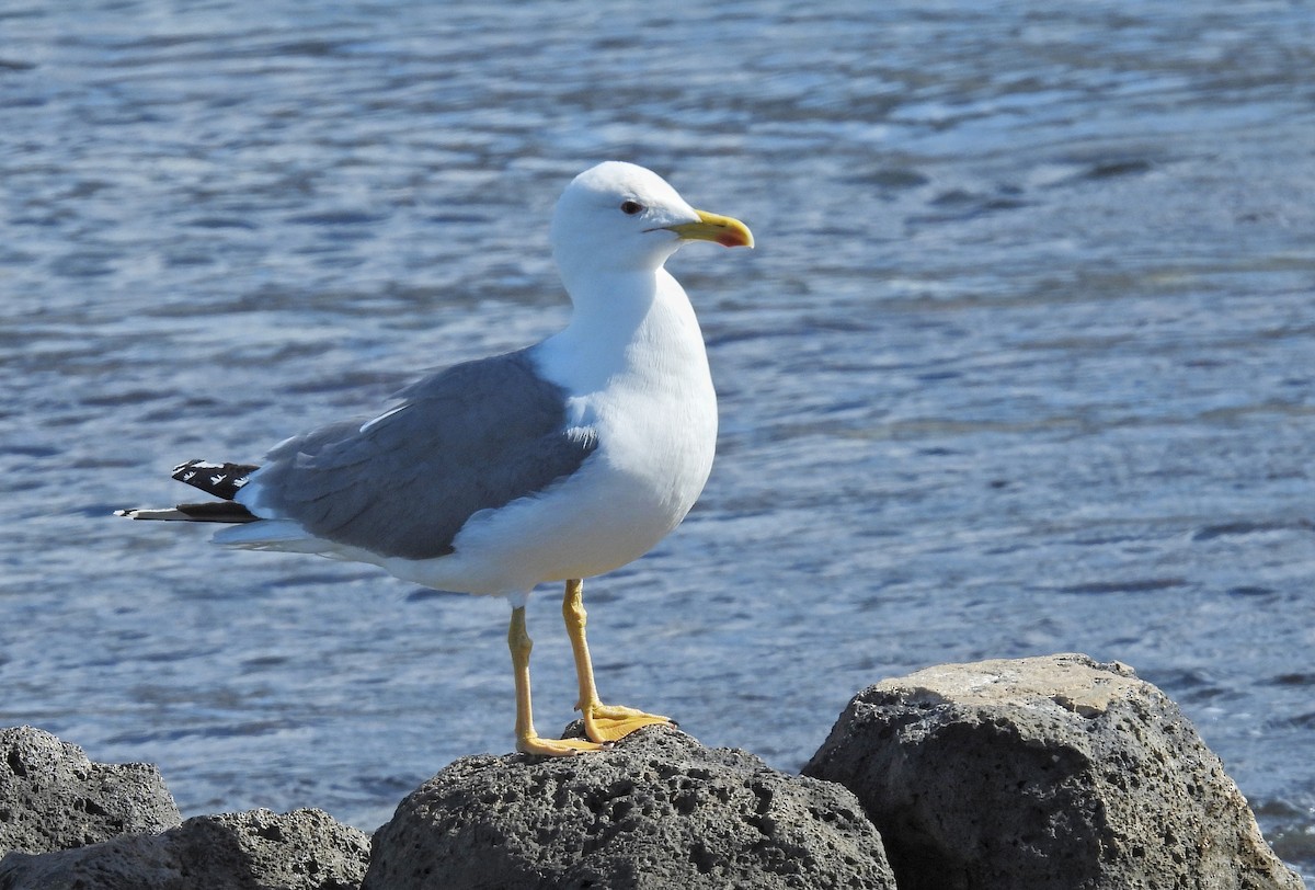 Yellow-legged Gull (atlantis) - ML632221640