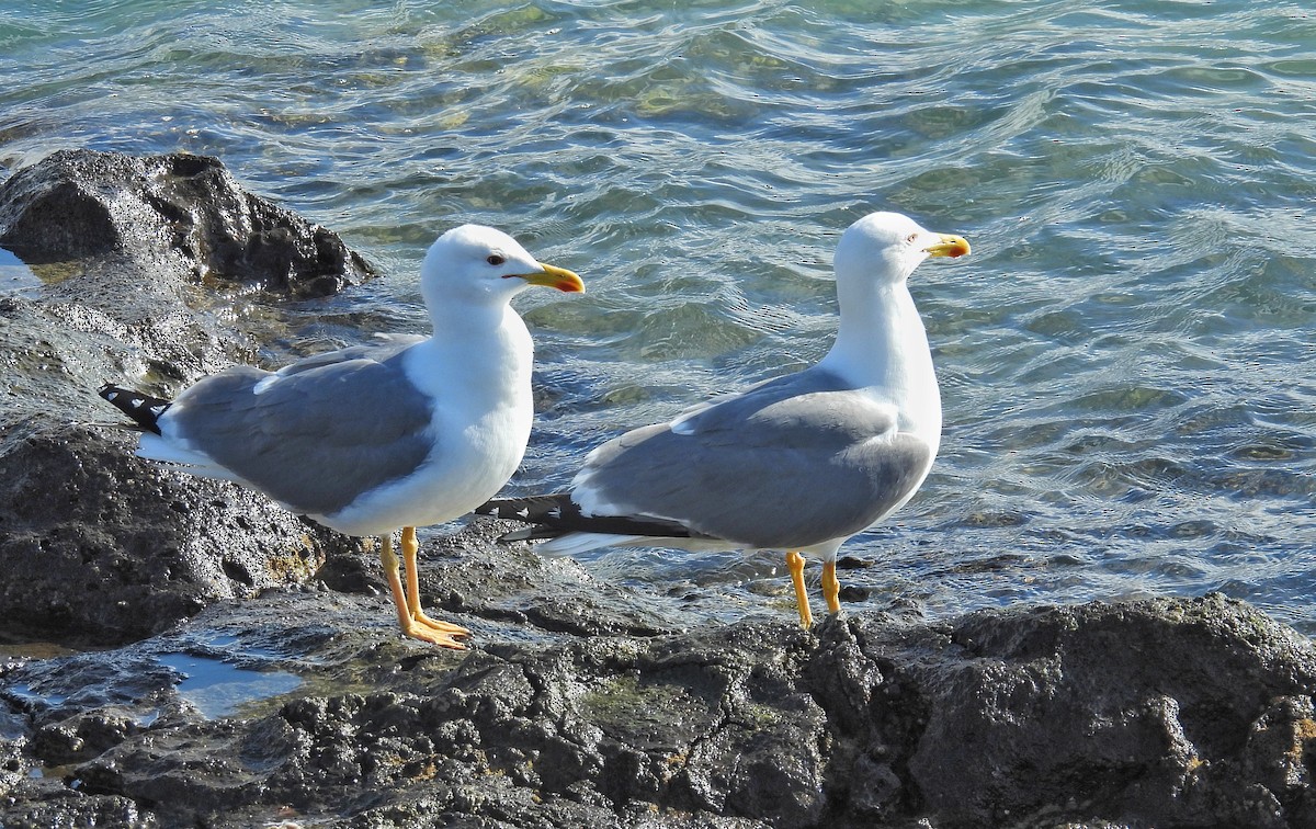 Yellow-legged Gull (atlantis) - ML632221641