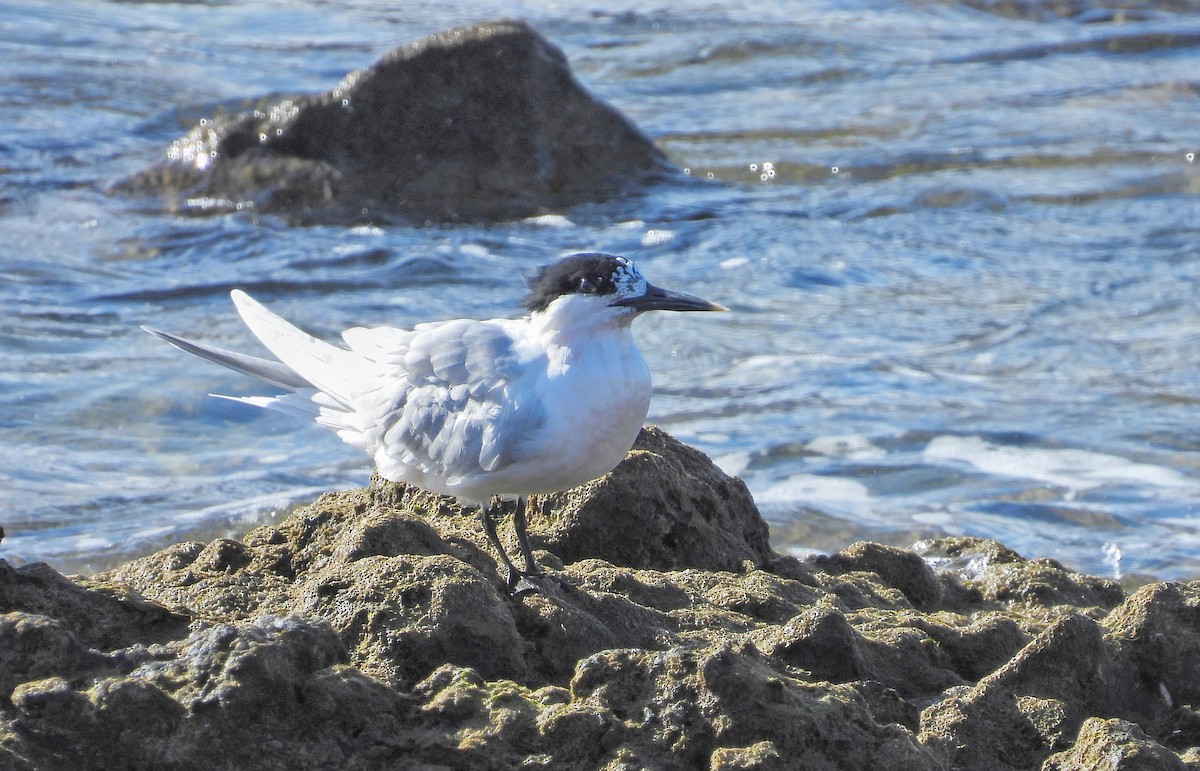 Sandwich Tern - ML632221648