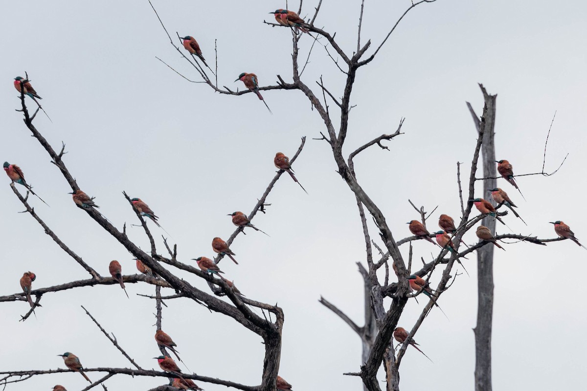 Karminspint - ML632221658