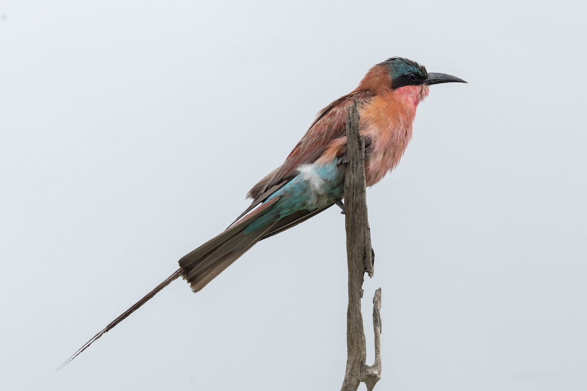 Karminspint - ML632221675