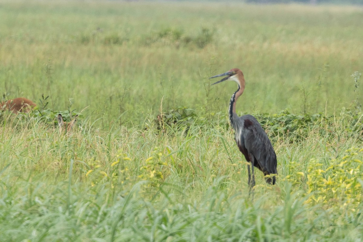 Goliathreiher - ML632221739