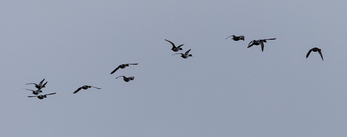 Lesser Scaup - ML632221747