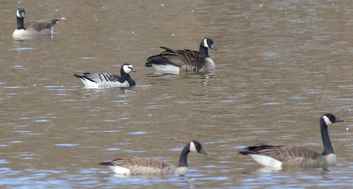 Branta musuzuria - ML632221757