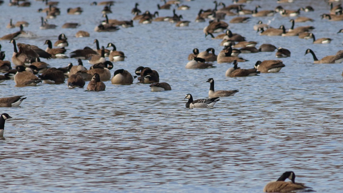 Branta musuzuria - ML632221758
