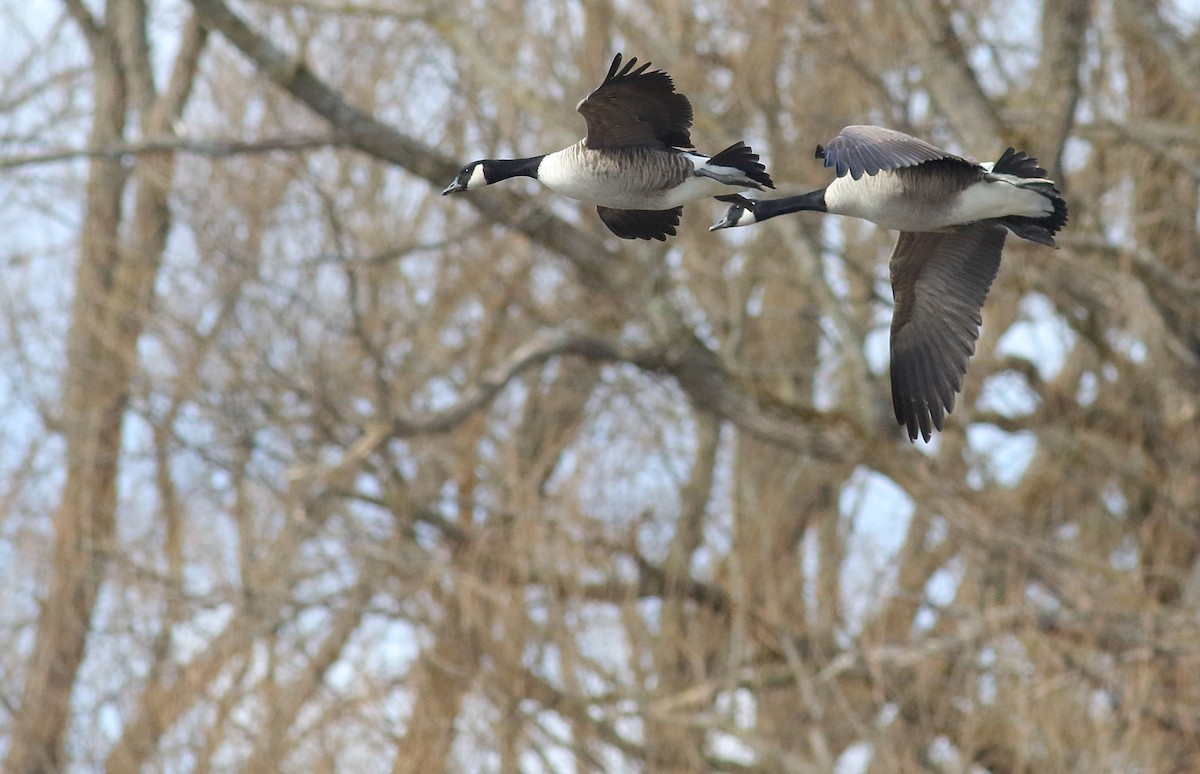 Branta kanadar handia - ML632221774
