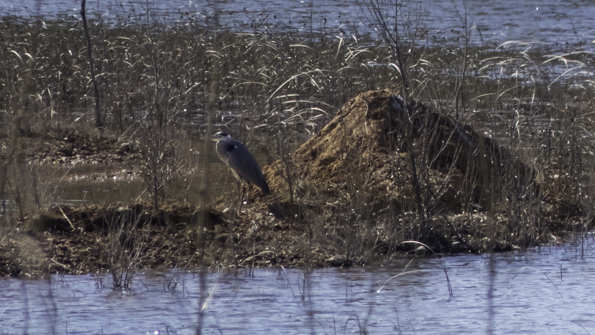 Garza Real - ML632221806