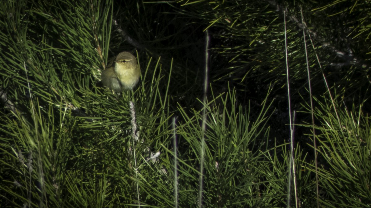 Mosquitero Común - ML632221819