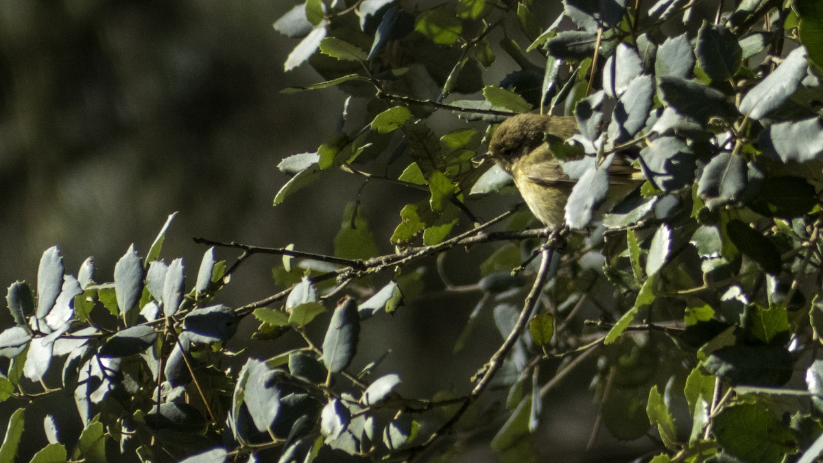 Mosquitero Común - ML632221820