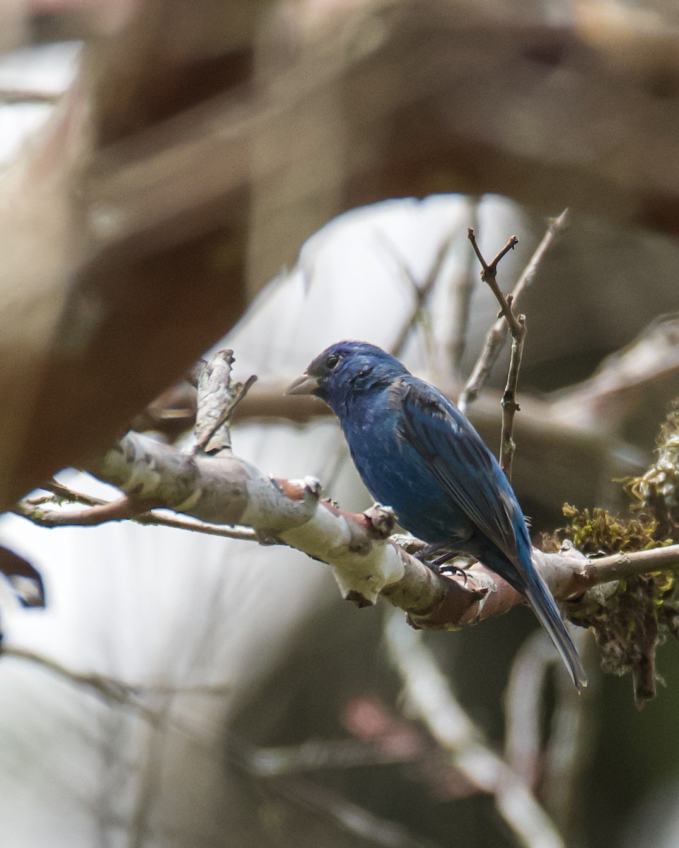 Indigo Bunting - ML632221894