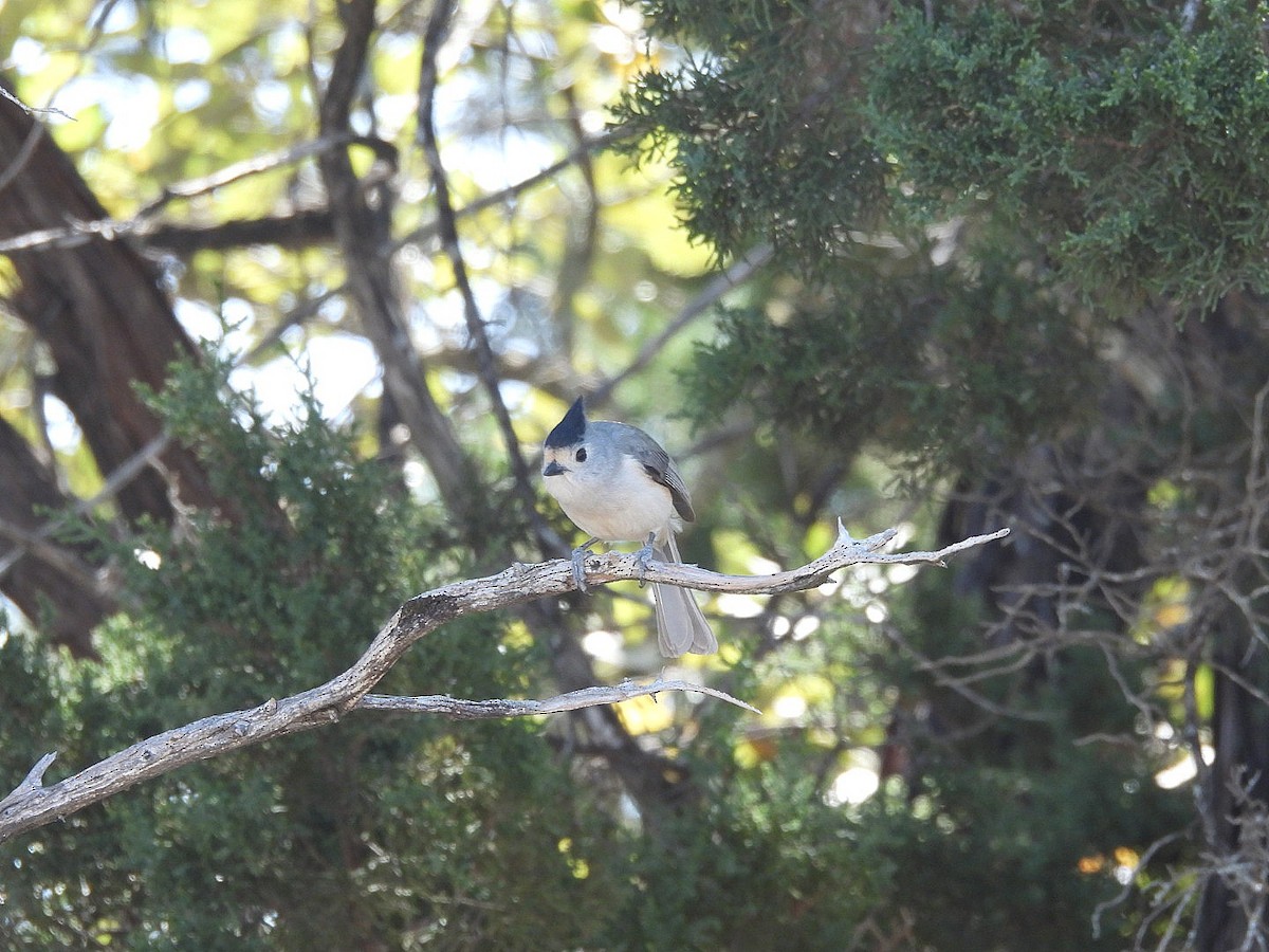 Black-crested Titmouse - ML632222120
