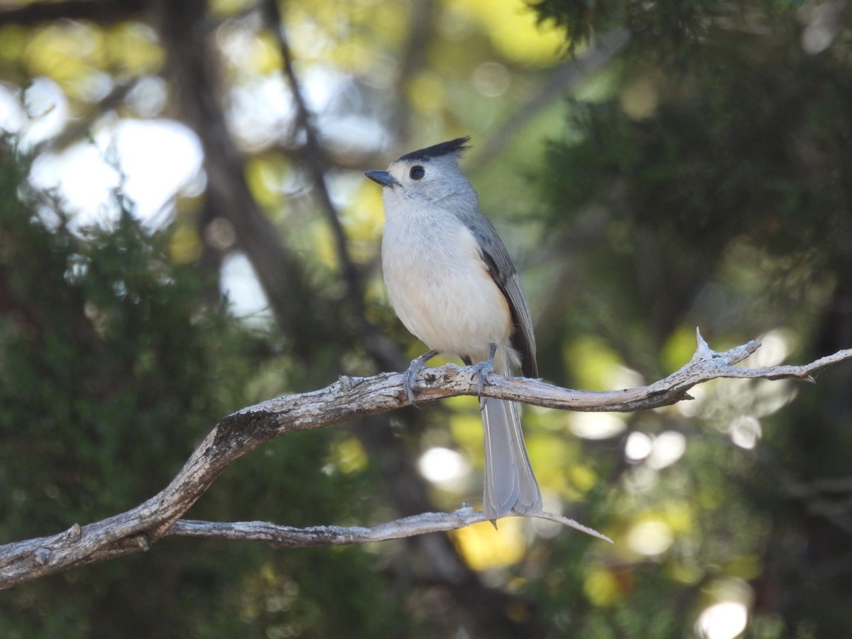 Black-crested Titmouse - ML632222159