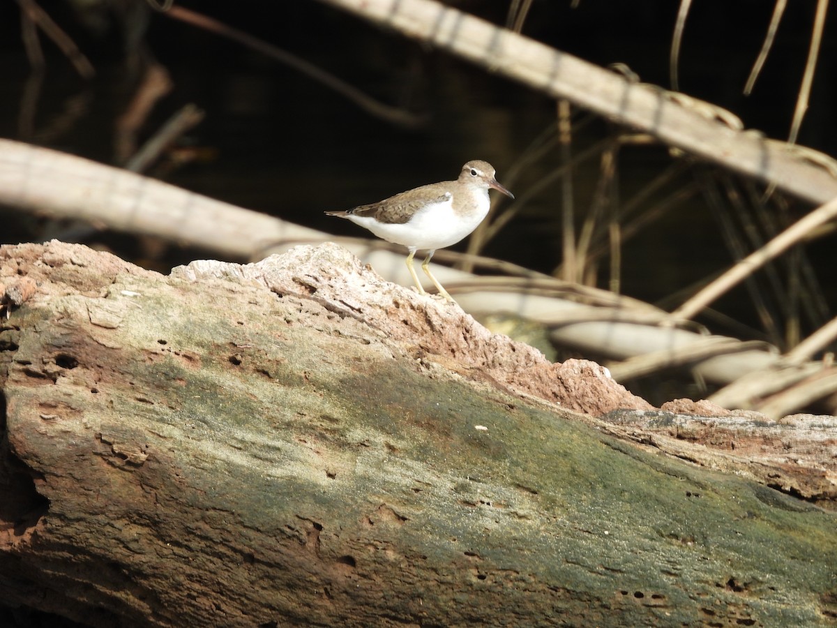 Spotted Sandpiper - ML632222211